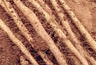 施肥技巧，有讲究