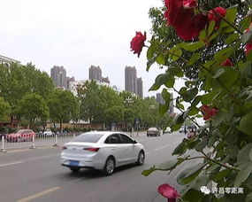 月季之约， 浪漫满园