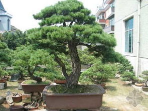 枝条紧凑， 叶子忒别，五针松的艺术感