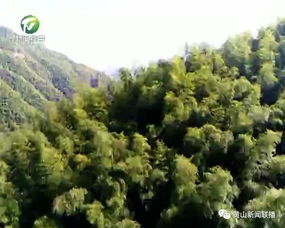 造林绿化， 生态建设的基石