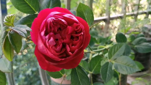 揭秘：Papa Meilland 月季的花期