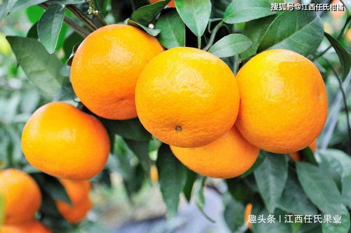 柑橘树苗打顶后如何配合施肥和修剪使其生长速度更快？