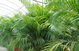 孔雀草的养护：美丽与实用的结合