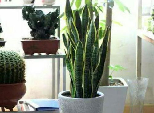 5. 虎尾兰——耐阴又耐旱