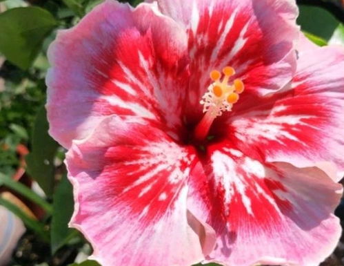 桃灼蓝天——国月精品