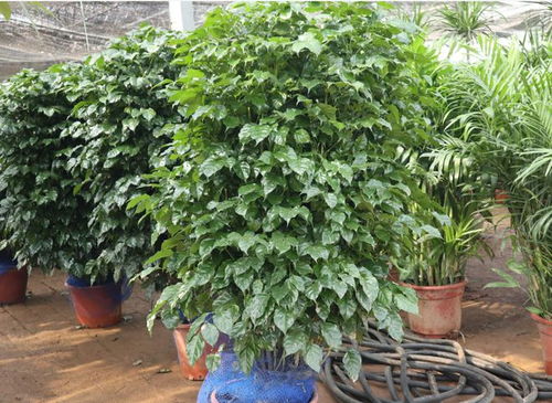 绿宝树换盆技巧：新植后叶子掉落应对指南