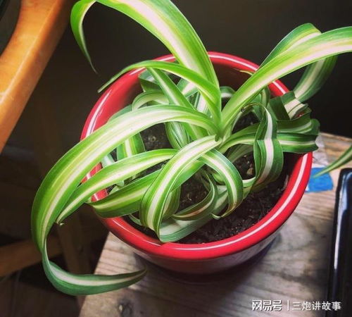 草莓吊兰，一种喜光耐阴的室内观叶植物