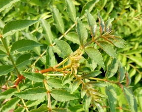 北方的花椒苗移栽