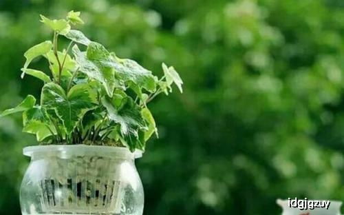 水培和土培，选择适合你的养花方式
