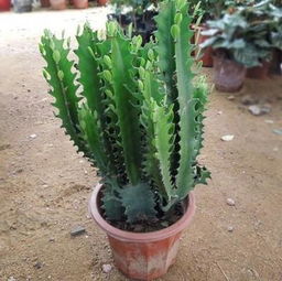 幸福树：旺财、 养人，寓意美好