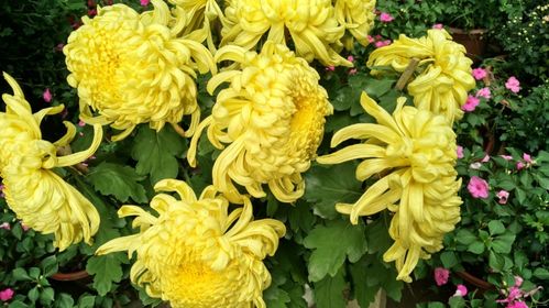 菊花花期最后如何养护才能延长观赏期