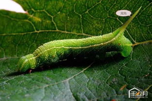 青菜遭遇菜青虫与蚜虫，如何应对？