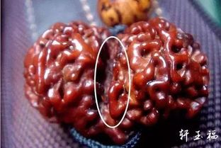 “揭秘菩提子品种，材质大揭秘！”