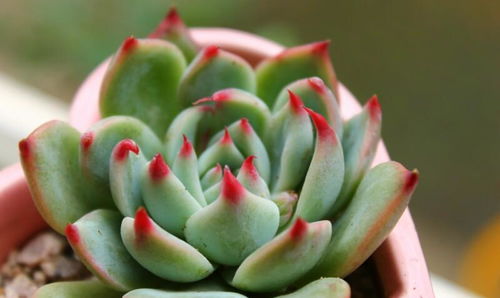 吉娃娃如何养多肉植物？品种选择有讲究吗