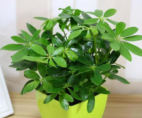 别信网红植物， 多堪本地苗圃