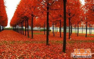 广东气候下的枫树种植指南