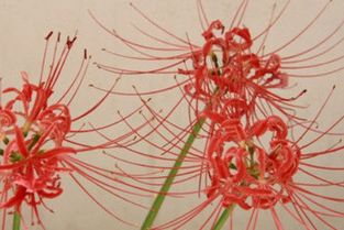 藏红花价格几何？看完这份报价