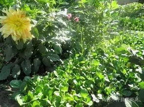 我的菜园， 我的乐趣