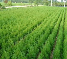 绿化苗木公司， 河北的骄傲