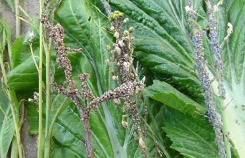 频振式杀虫灯的杀虫范围与吡虫啉在哪些作物上适用范围有重叠吗？