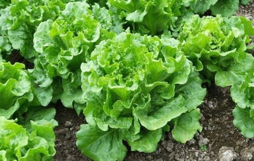 播种繁殖简单易行