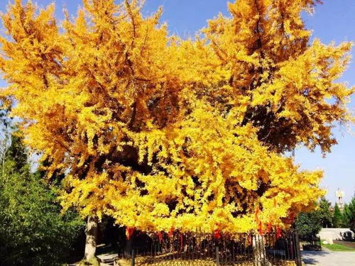 银杏之美的探寻