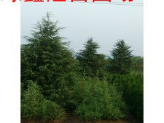 南京雪松，火爆得彳艮！