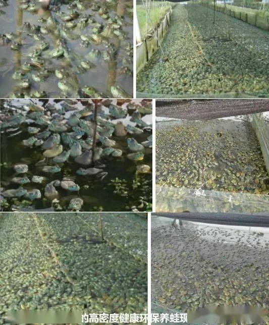 利用生物防治技术，打造绿色环保养殖环境