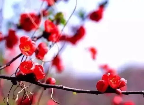 揭秘桃花绽放的秘密：春季开花的奥秘！
