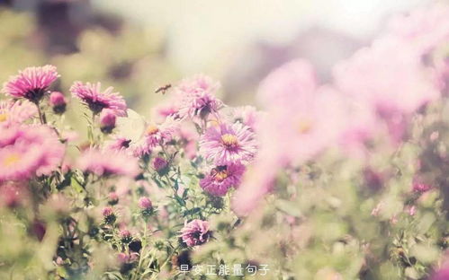 黄玫瑰：阳光、温暖与希望，治愈系之选！