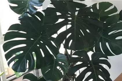 龟背竹叶子出水，可能是浇水过多或空气湿度大