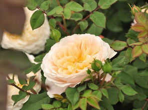 月季之魅， 中国情缘