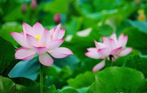 莲花：寒冷中的黄色花朵