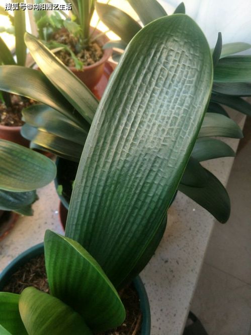 植物叶片上为何积满灰尘？