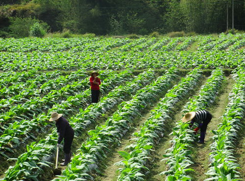 玉树换土，黄金季的秘密！