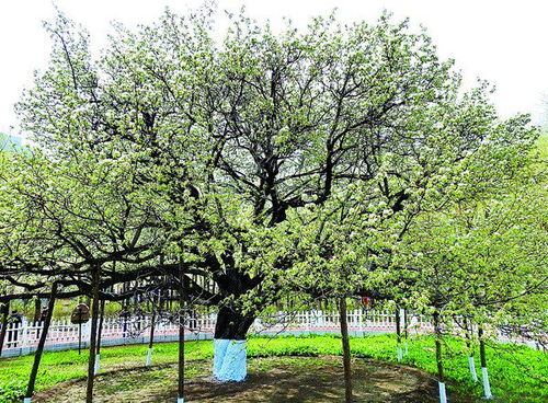 杜鹃的美丽传说