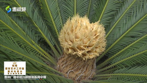 铁树开花， 水分管理的要点