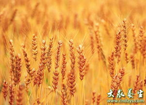 石榴树种植时应该选择哪种土壤类型才能保证其健康生长
