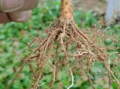 生根剂如何正确使用才能发挥最佳效果？