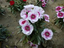 常夏石竹的气候喜好