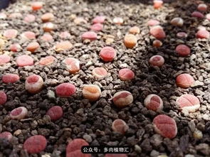 新发现：幼苗施肥的必要性