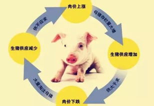 “探究猪只生长缓慢之谜，优化养殖策略”