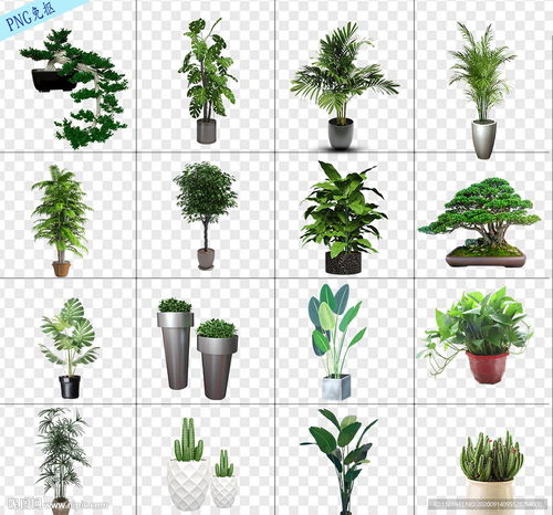 校园爆款花卉推荐：校园绿化植物精选