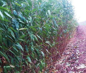 寻找毛桃苗子的好去处