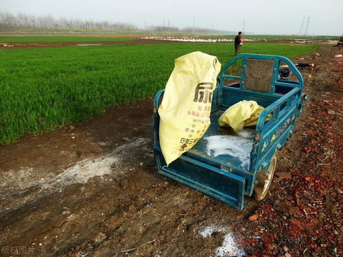 1. 返青期到拔节期前