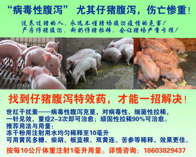 仔猪断奶后消瘦腹泻？原因和方案全在这