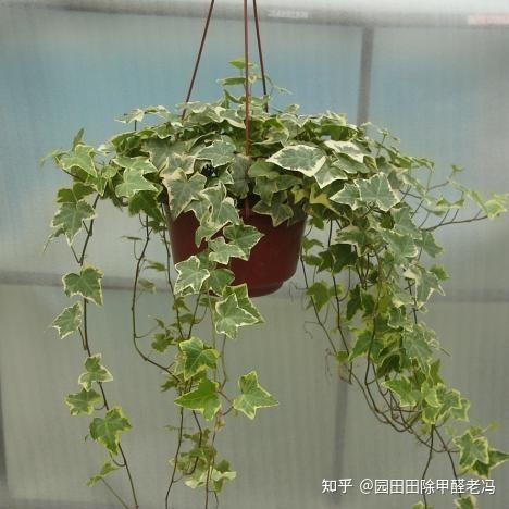 甲醛克星植物是哪些？这几种植物吸甲醛能力杠杠的
