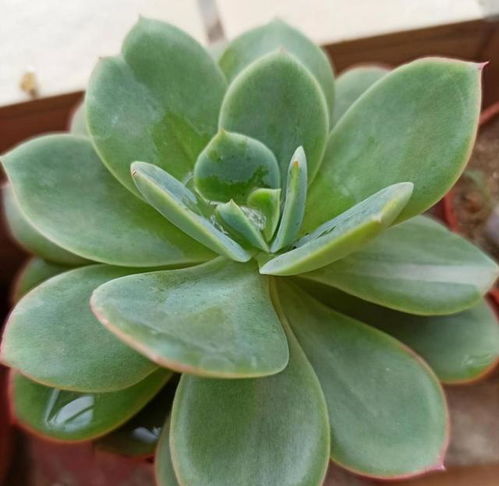 疑问解答：开花植物在雨季容易烂根吗？