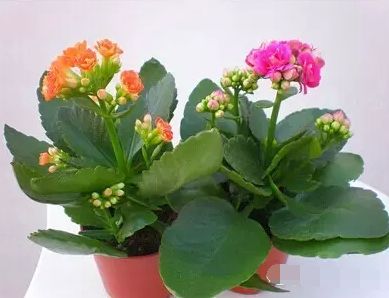 每天浇水的频率？得堪具体情况