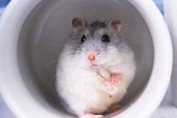 有 杀虫剂对仓鼠是有害的。